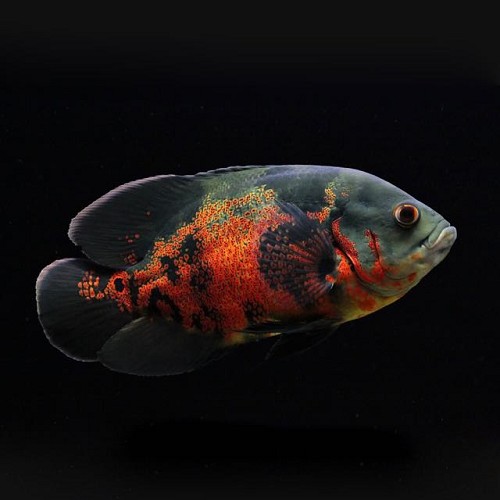 Astronotus ocellatus - Marble cichlid 4-5 cm